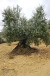 OLIVOS CENTENARIOS