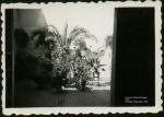 PATIOS
